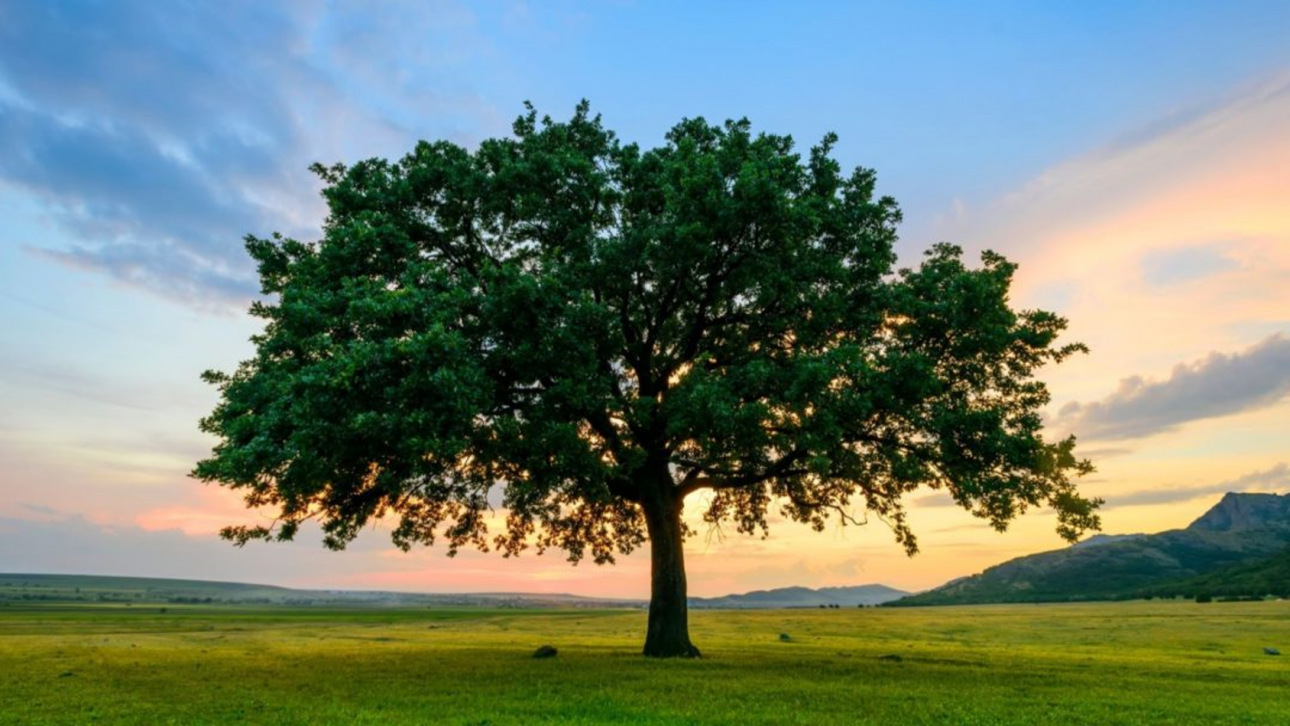 gallery/tree